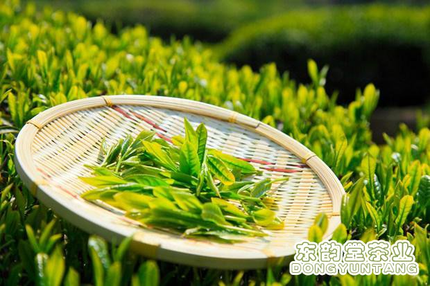 清晨喝一杯淡淡的绿茶，醒脑清心