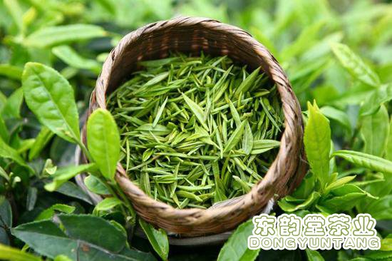 竹叶青自己独特的制茶三大标准
