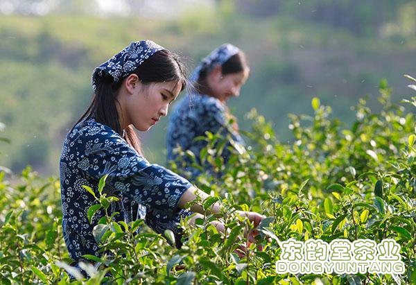 各茶叶市场纷纷上市明前茶。什么是明前茶？